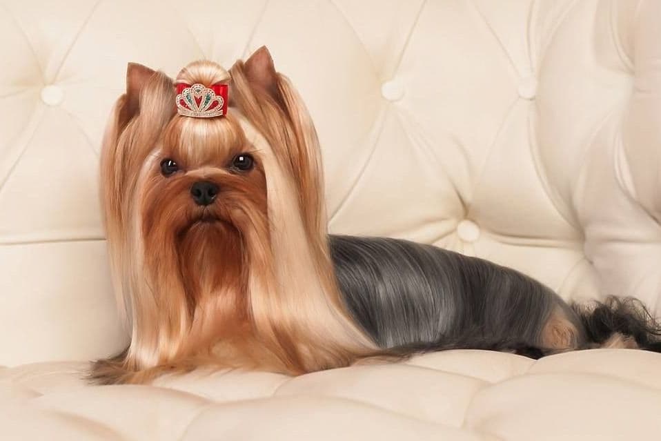 Yorkshire Terrier Puppies breeder image 6