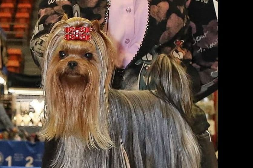 Yorkshire Terrier Puppies breeder image 7