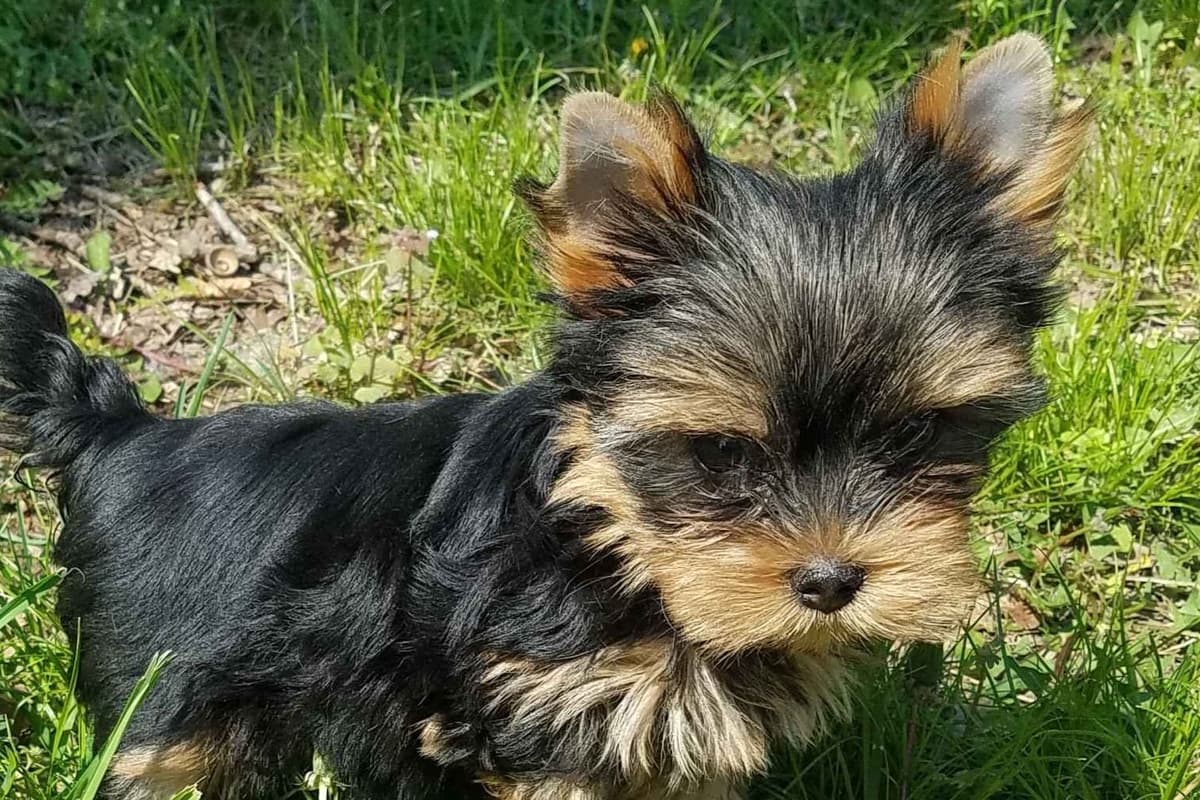 Yorkshire Terrier Puppies breeder image 8