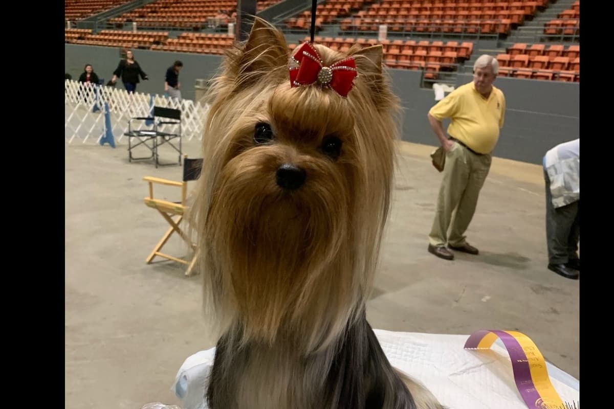 Yorkshire Terrier Puppies breeder image 9