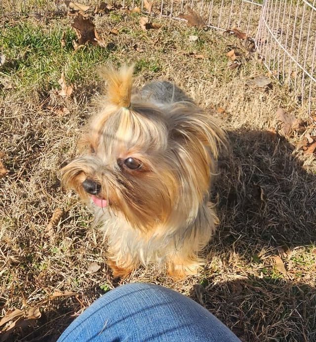 Yorkshire Terrier Puppies media 2