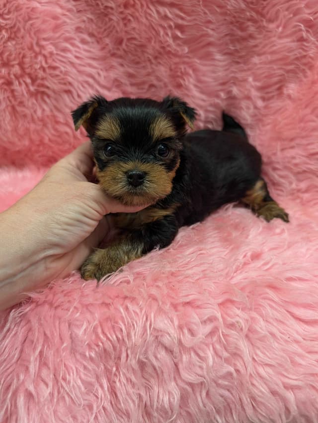 Yorkshire Terrier Puppies media 4