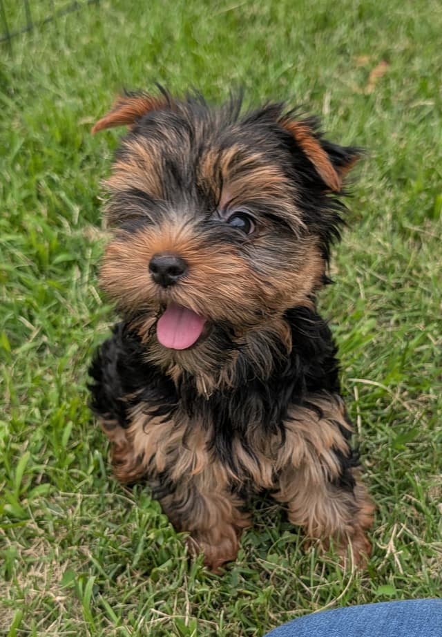 Yorkshire Terrier Puppies media 2