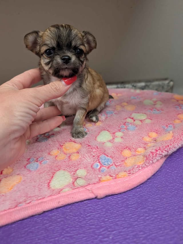 Long Coat Chihuahua Puppies media 2