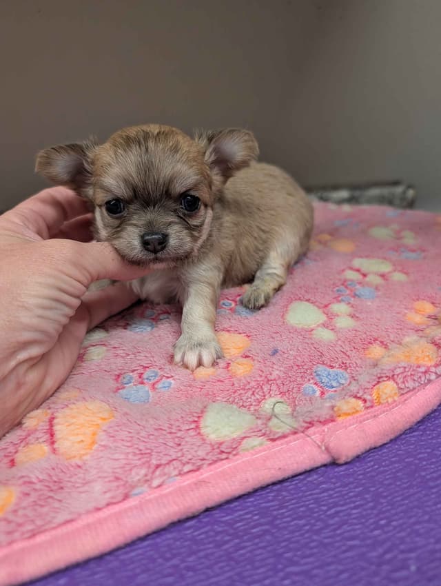 Long Coat Chihuahua Puppies media 3