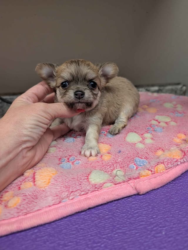Long Coat Chihuahua Puppies media 4