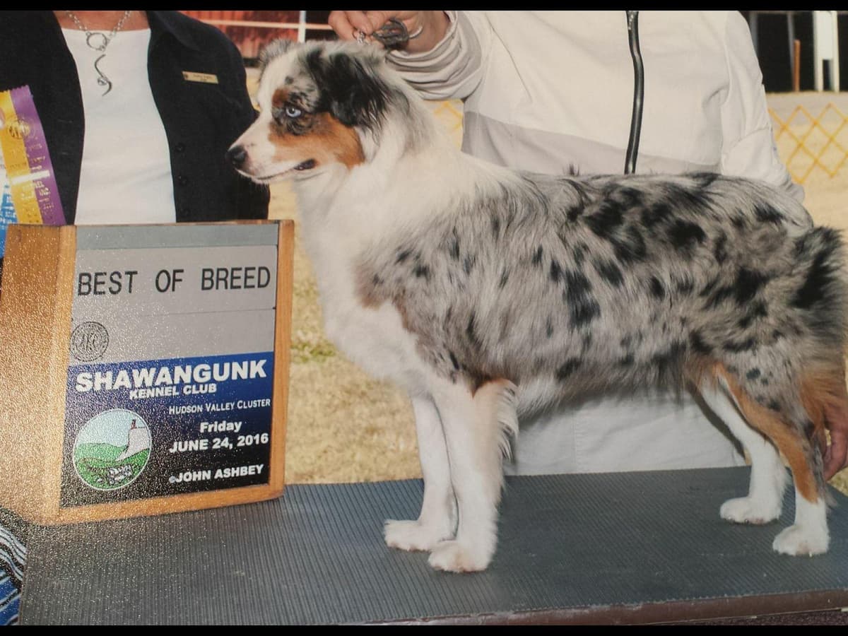 Miniature American Shepherd Puppies breeder image 1
