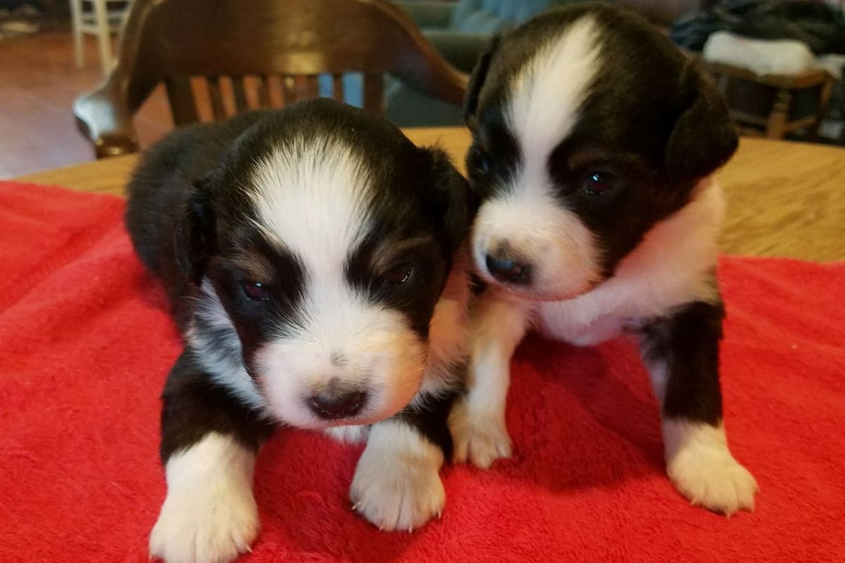 Miniature American Shepherd Puppies breeder image 2