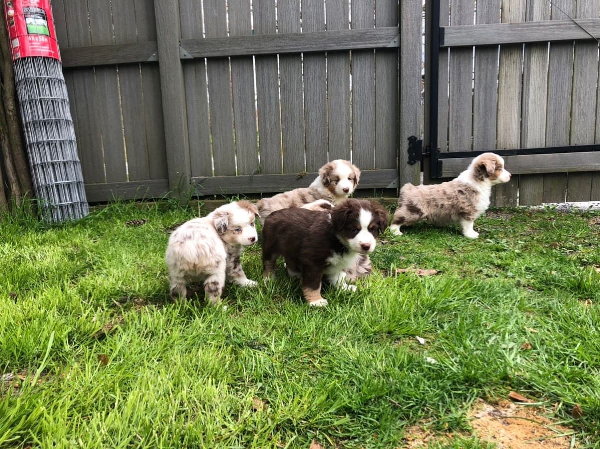 Miniature American Shepherd Puppies breeder image 3