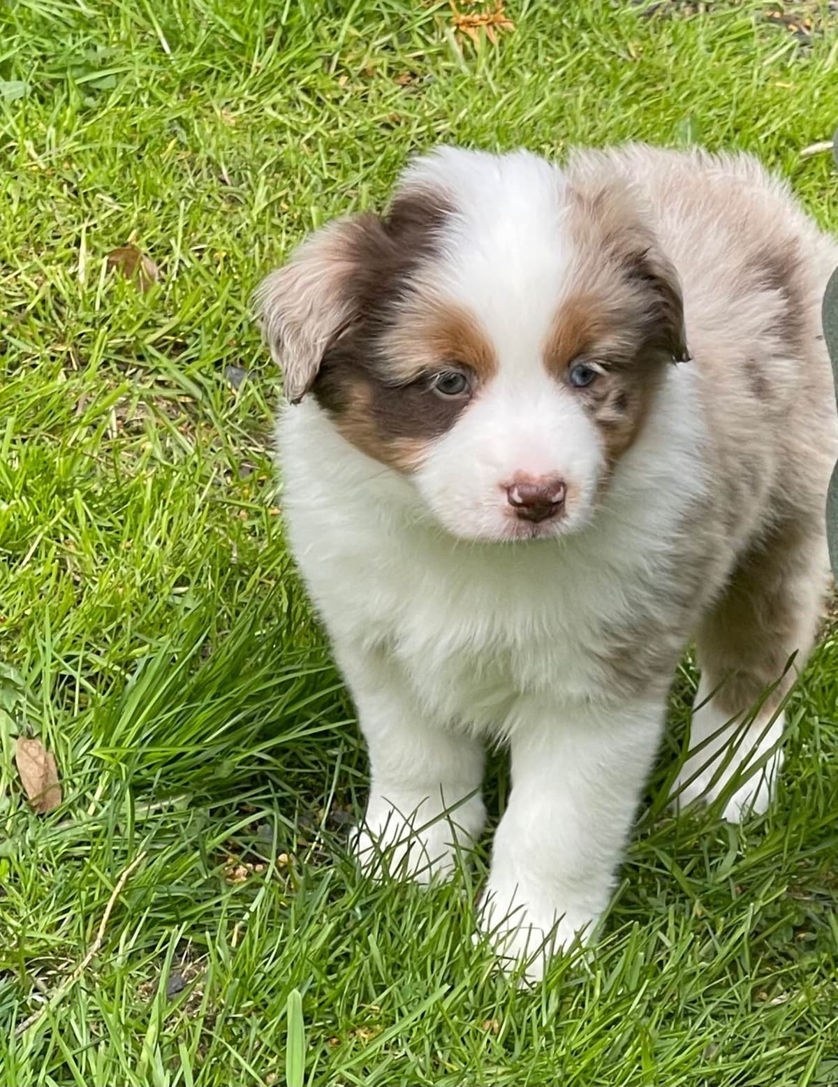 Miniature American Shepherd Puppies breeder image 4