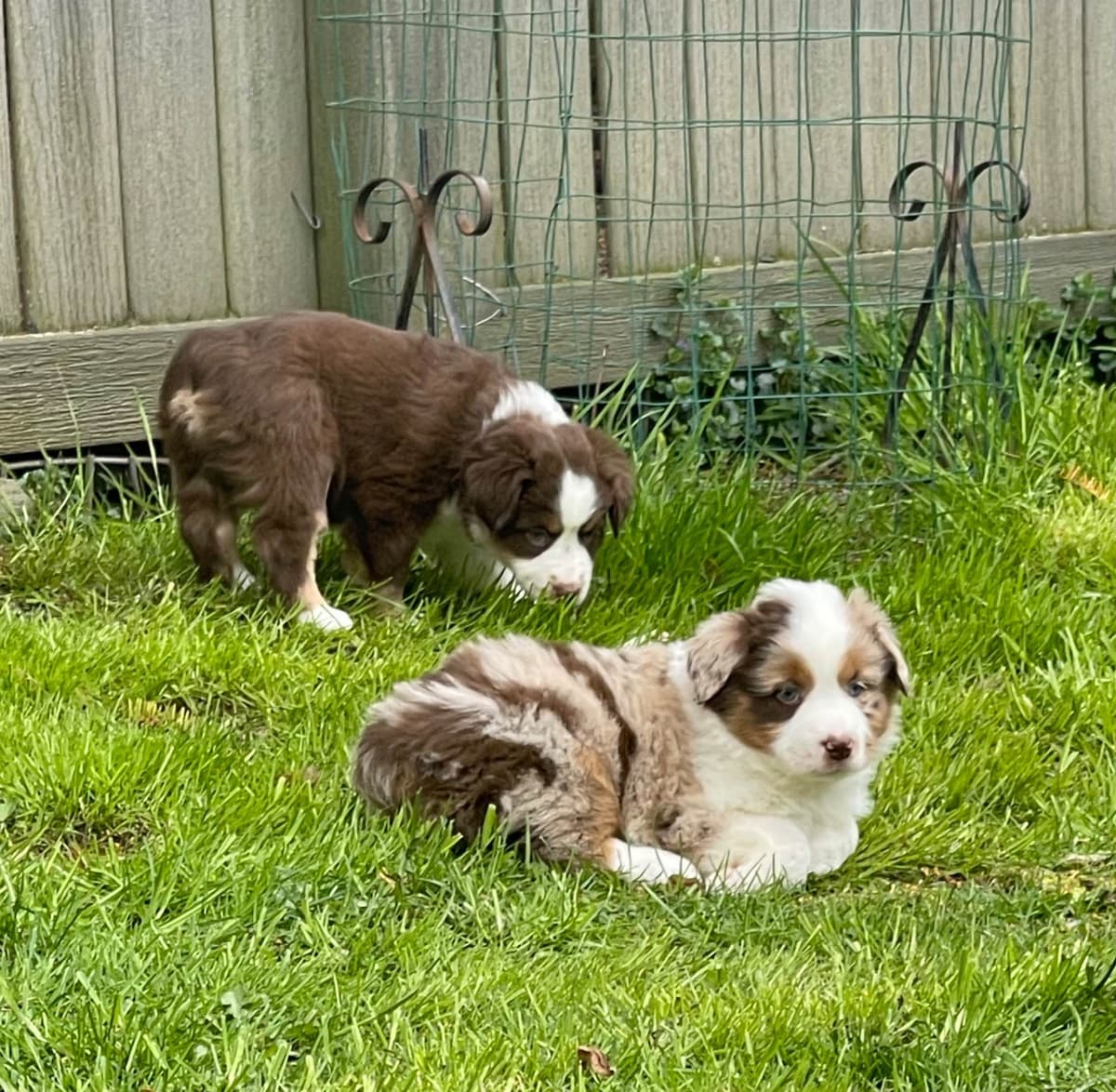 Miniature American Shepherd Puppies breeder image 6