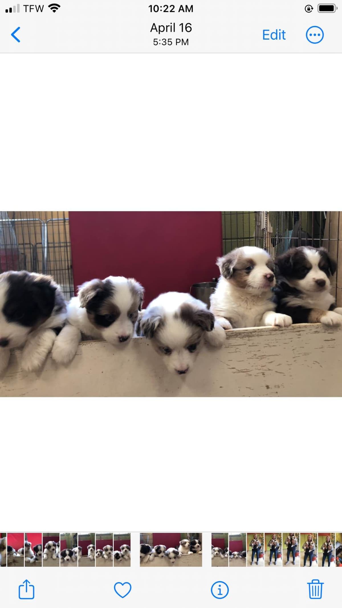 Miniature American Shepherd Puppies breeder image 5