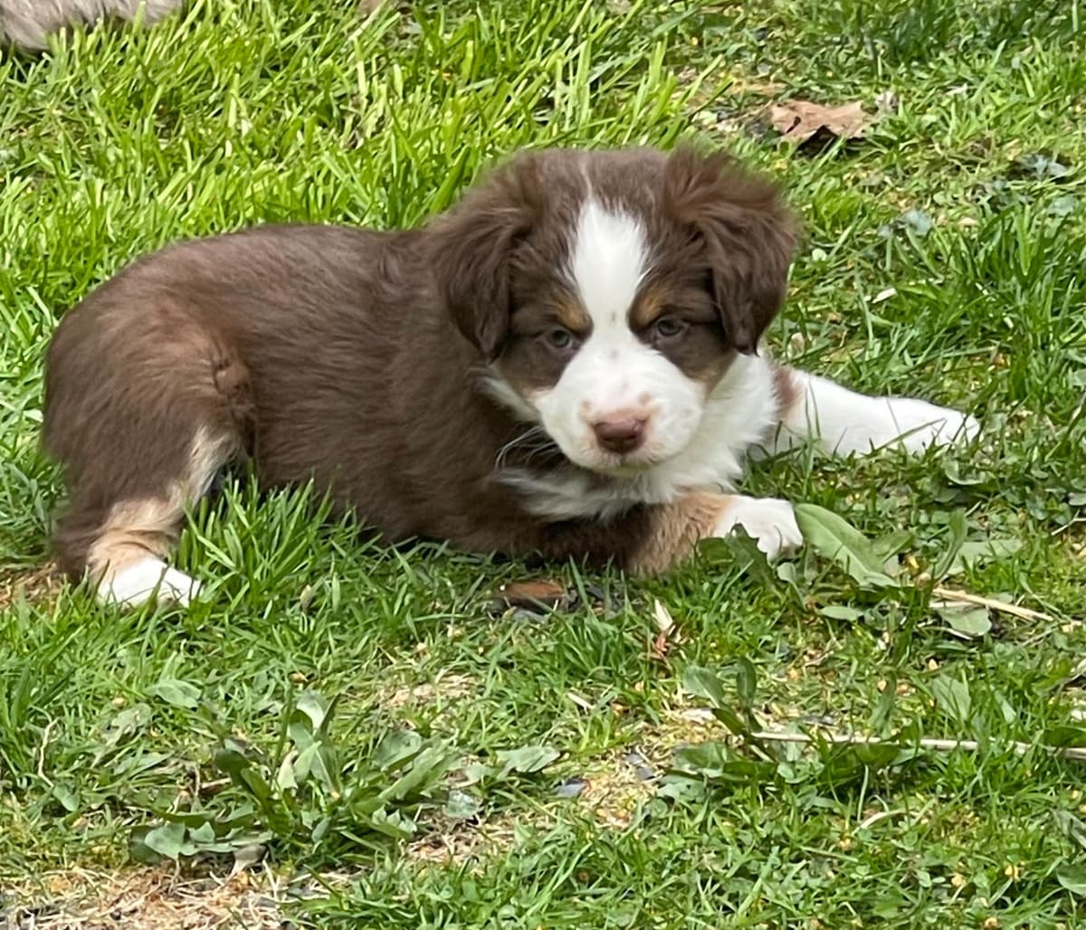 Miniature American Shepherd Puppies breeder image 7