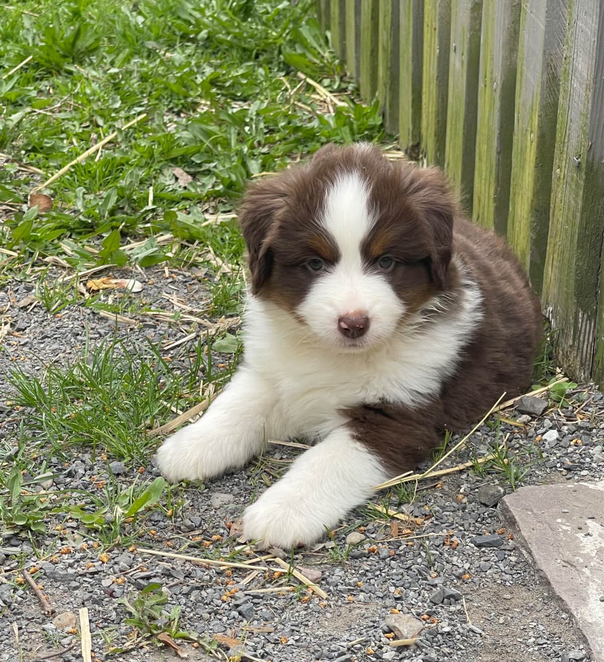 Miniature American Shepherd Puppies breeder image 8