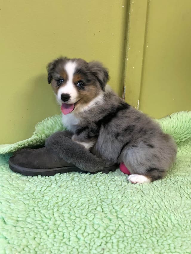 Miniature American Shepherd Puppies media 3
