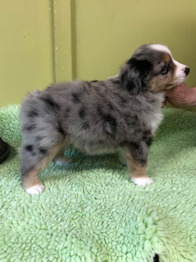 Miniature American Shepherd Puppies media 2