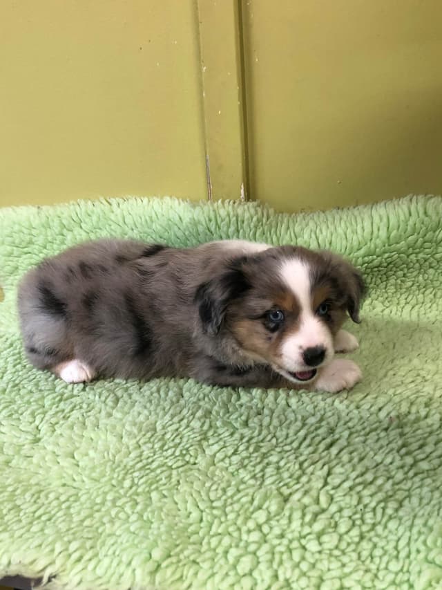 Miniature American Shepherd Puppies media 4