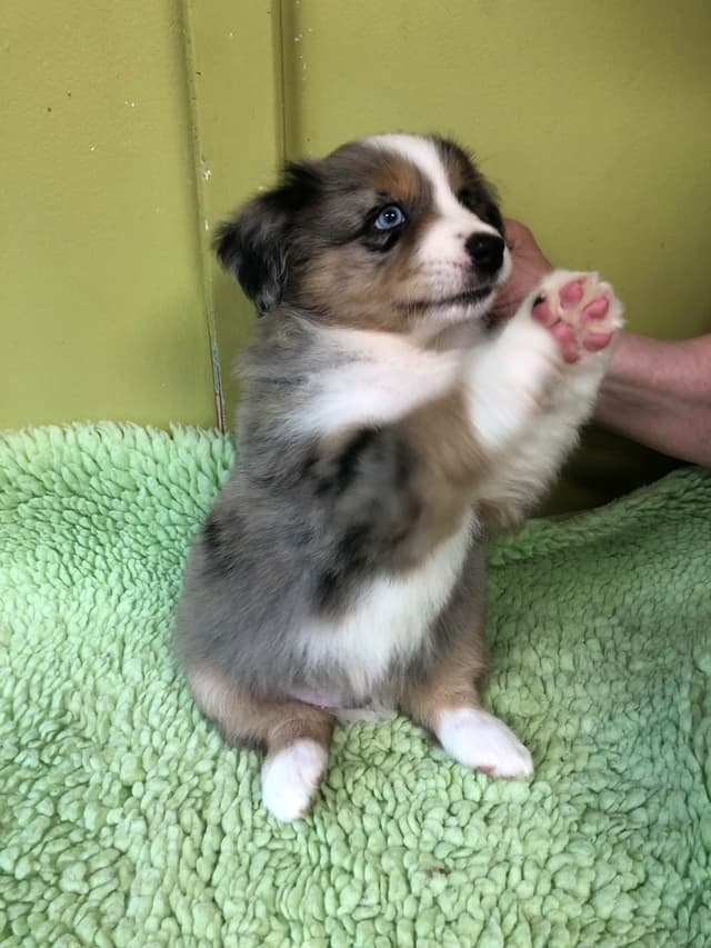Miniature American Shepherd Puppies media 5