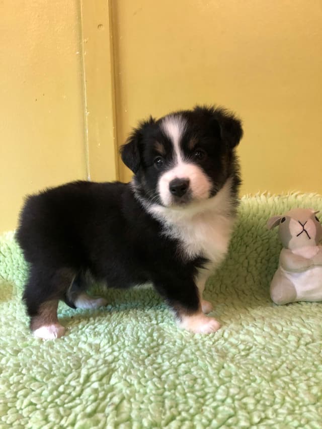 Miniature American Shepherd Puppies media 6