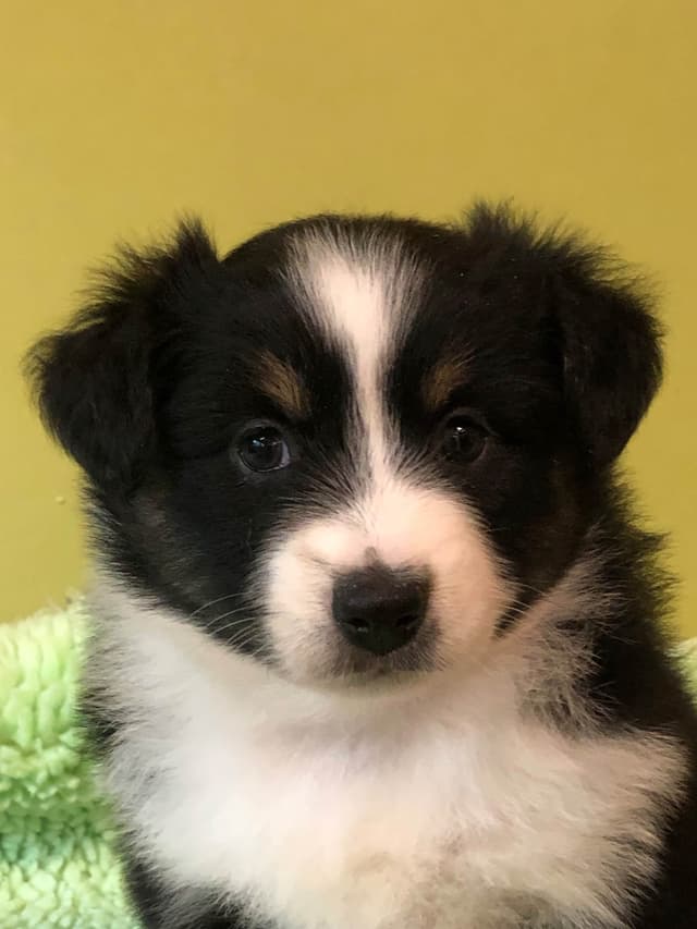 Miniature American Shepherd Puppies media 7