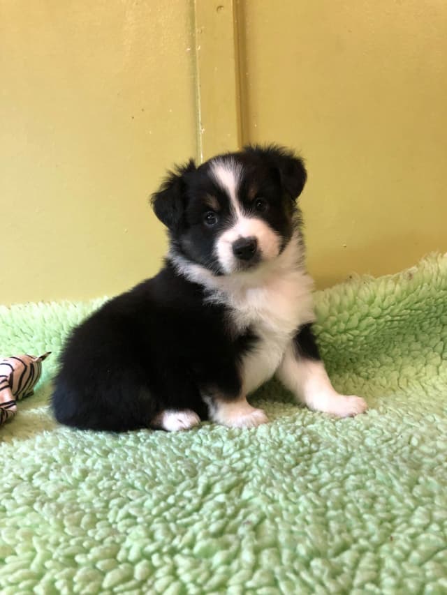 Miniature American Shepherd Puppies media 8