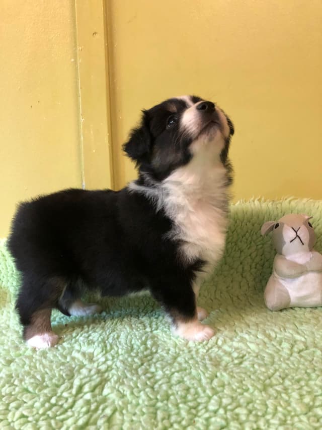 Miniature American Shepherd Puppies media 9