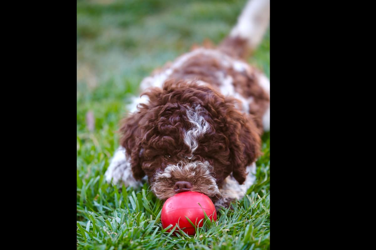 Biewer Terrier Puppies Ready for Forever Homes breeder image 3