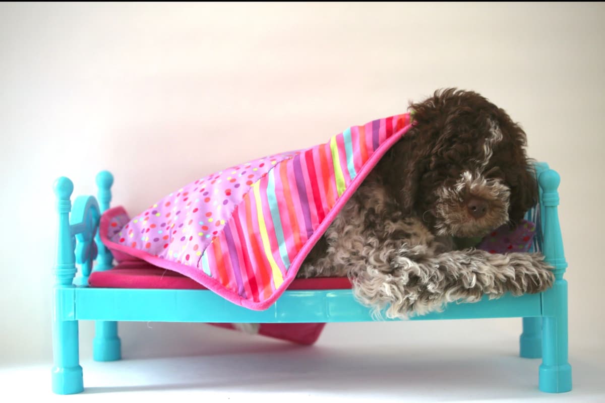 Biewer Terrier Puppies Ready for Forever Homes breeder image 4