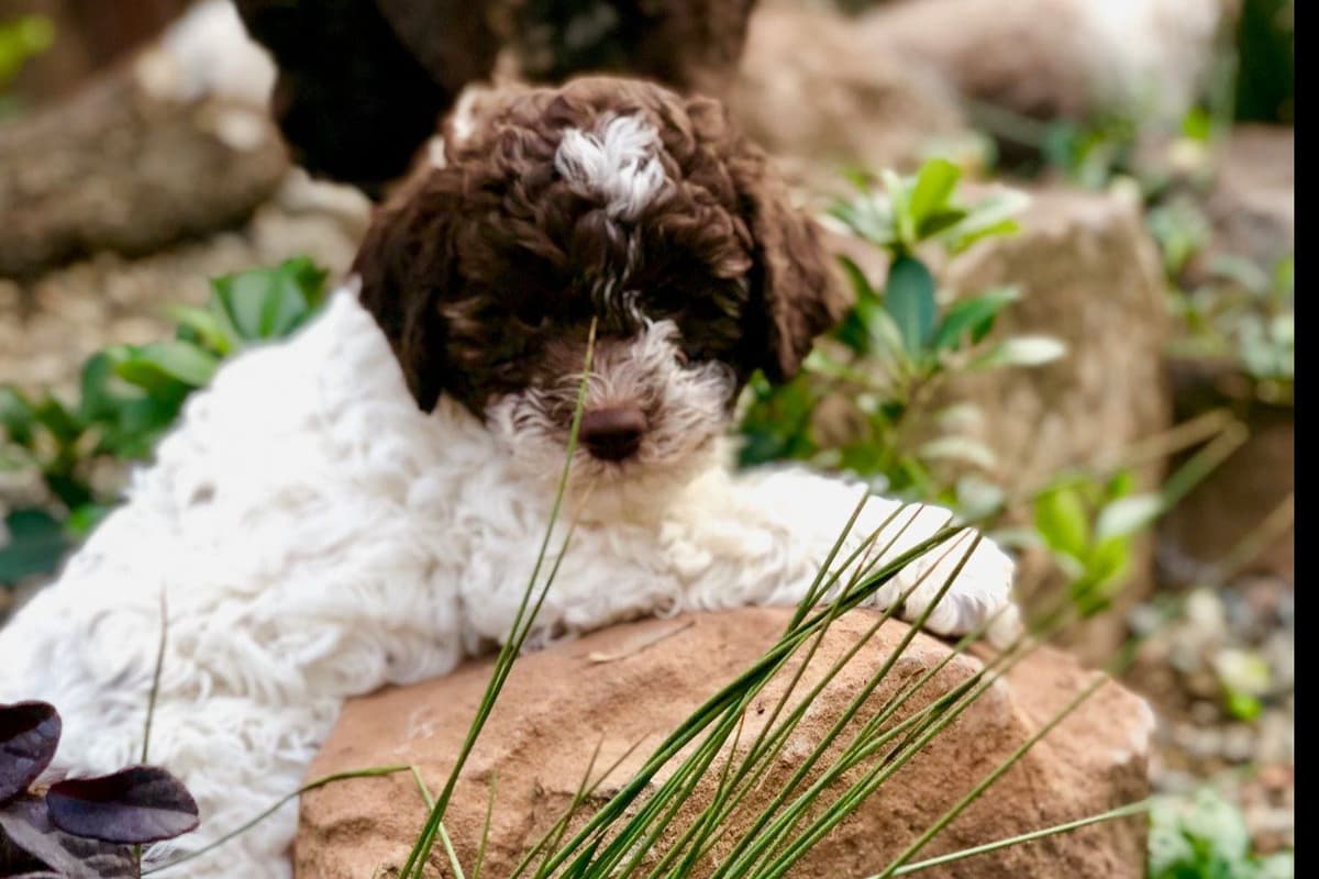Biewer Terrier Puppies Ready for Forever Homes breeder image 9