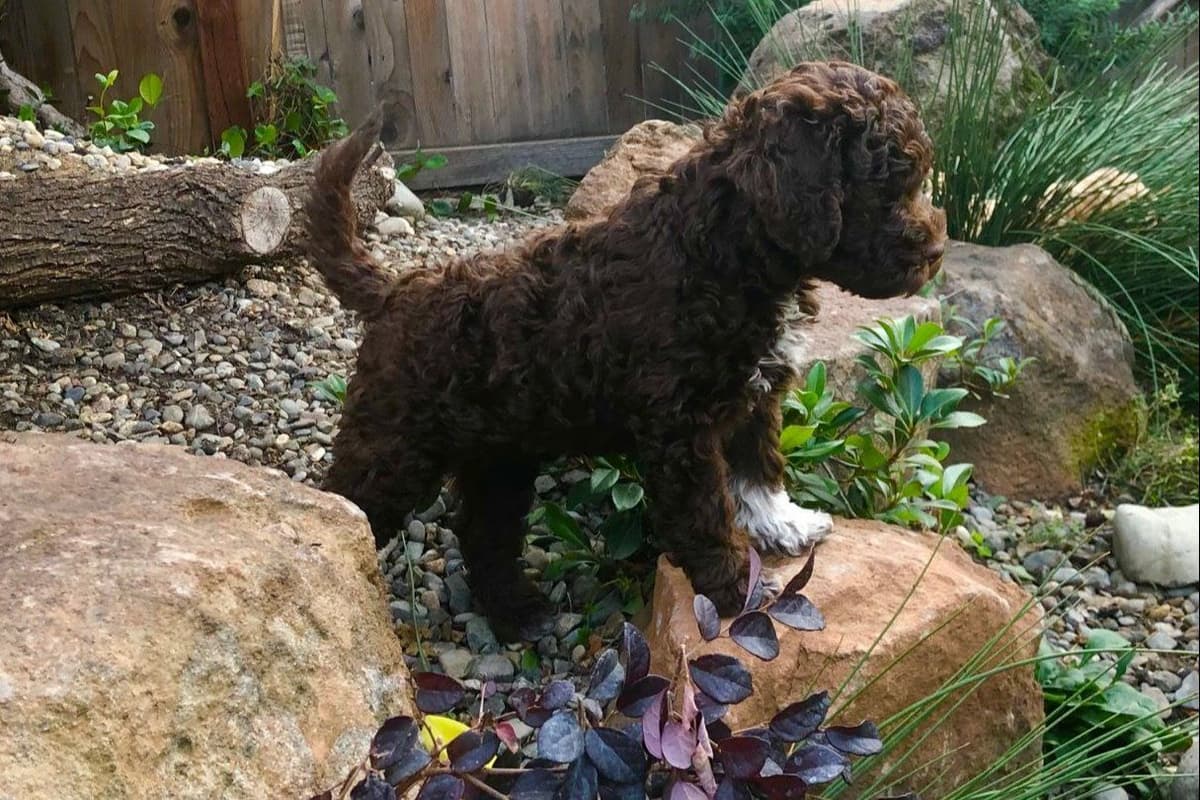 Biewer Terrier Puppies Ready for Forever Homes breeder image 10