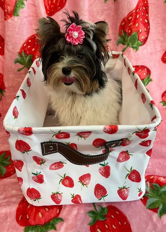 Biewer Terrier Puppies Ready for Forever Homes media 2