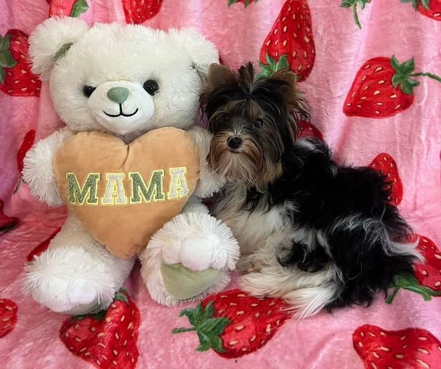 Biewer Terrier Puppies Ready for Forever Homes media 3
