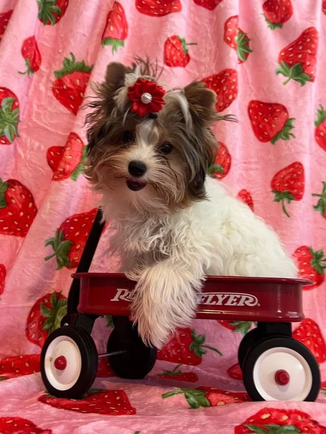 Biewer Terrier Puppies Ready for Forever Homes media 4