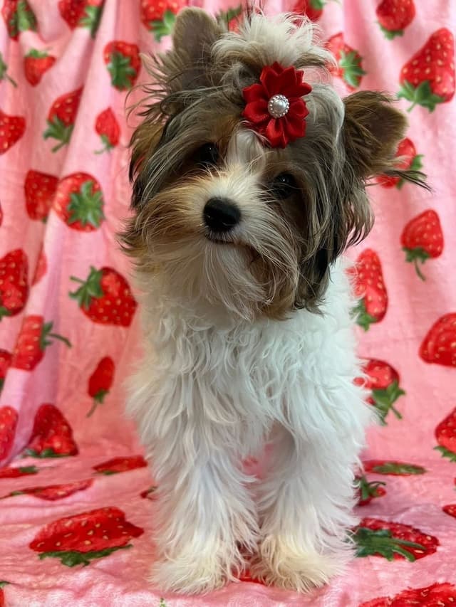 Biewer Terrier Puppies Ready for Forever Homes media 5