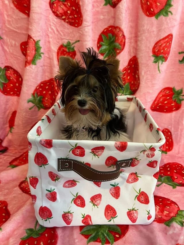 Biewer Terrier Puppies Ready for Forever Homes media 6