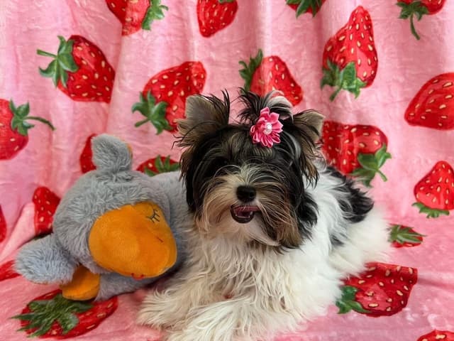 Biewer Terrier Puppies Ready for Forever Homes media 7