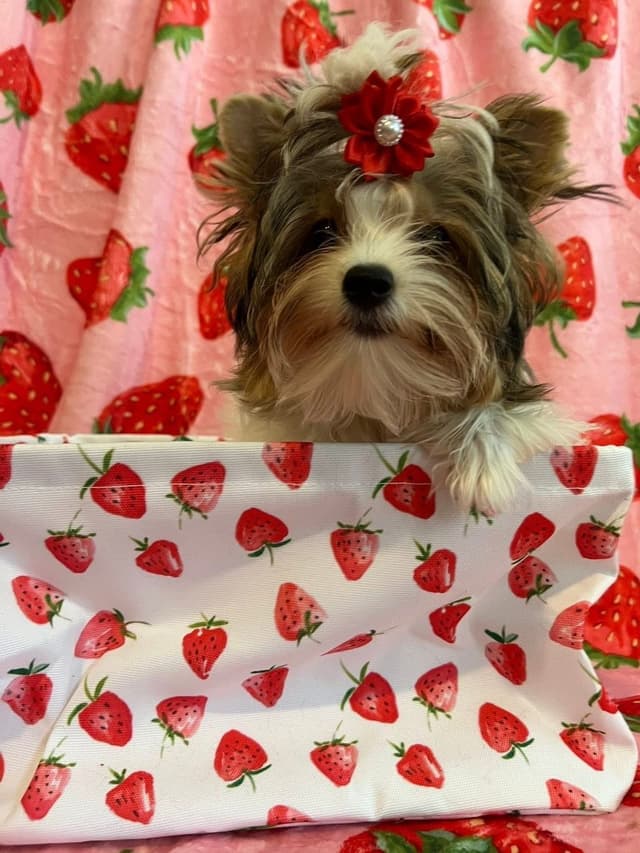 Biewer Terrier Puppies Ready for Forever Homes media 8