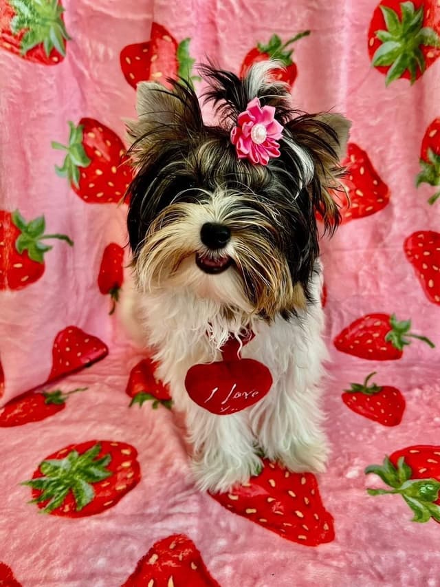 Biewer Terrier Puppies Ready for Forever Homes media 9