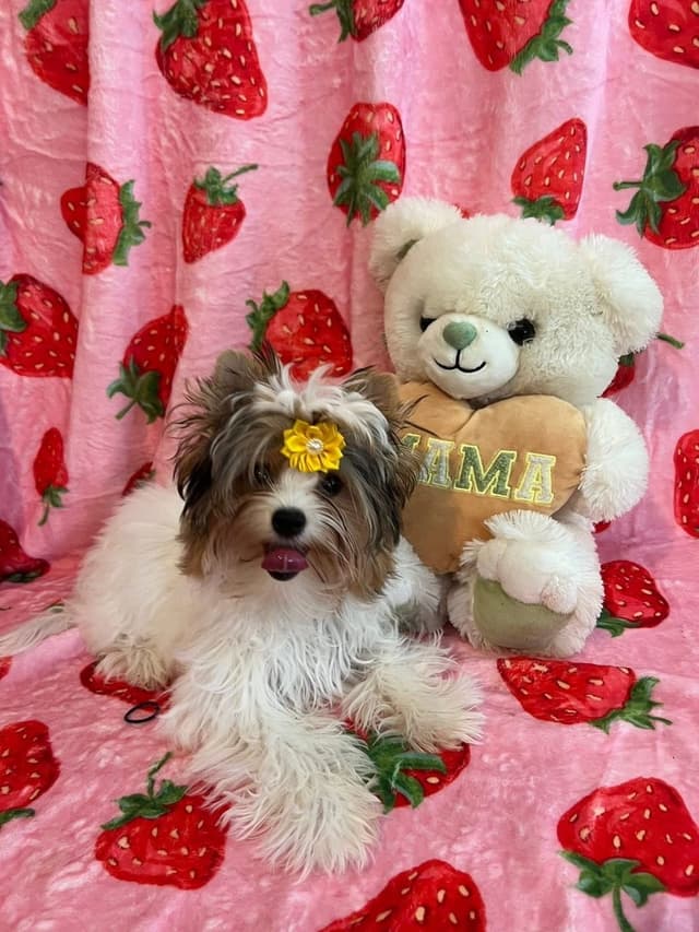 Biewer Terrier Puppies Ready for Forever Homes media 10