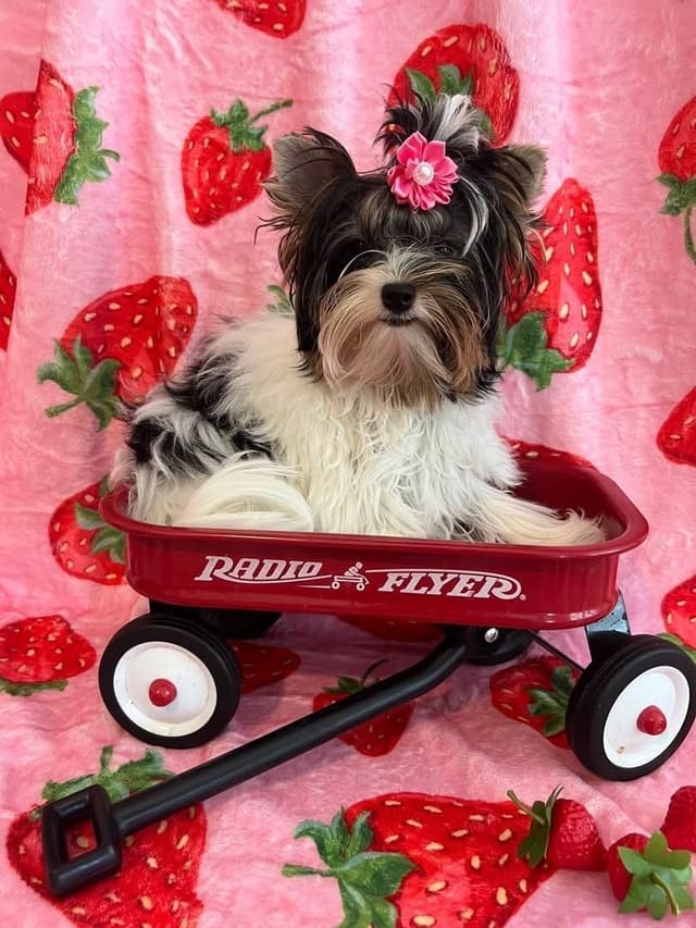 Biewer Terrier Puppies Ready for Forever Homes media 12