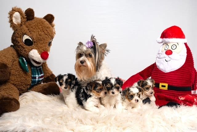 Biewer Terrier Puppies for Sale media 2
