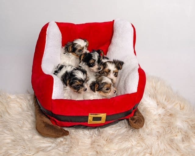 Biewer Terrier Puppies for Sale media 3