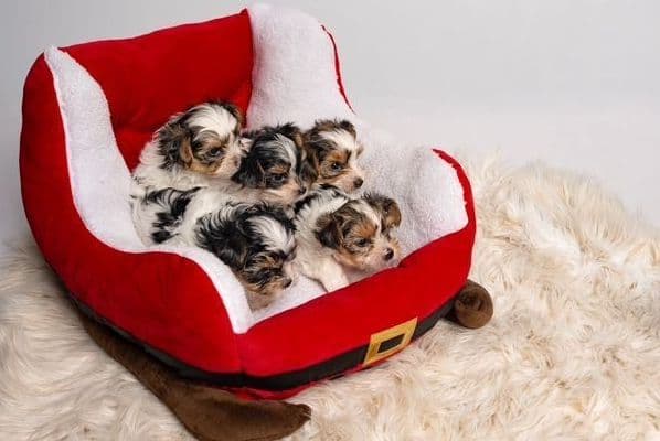 Biewer Terrier Puppies for Sale media 7