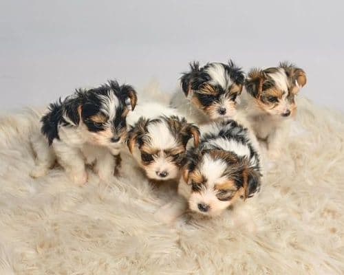 Biewer Terrier Puppies for Sale media 4