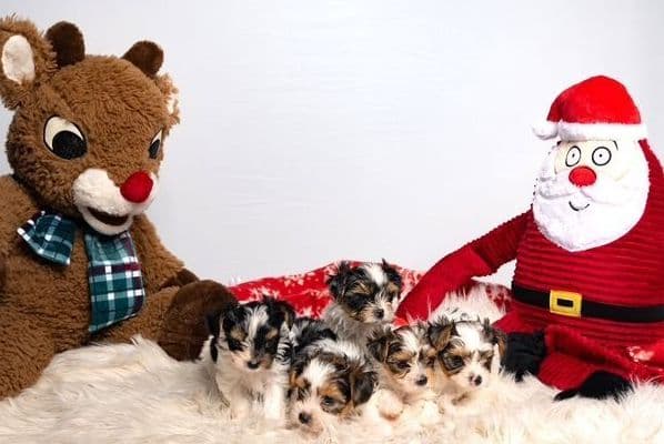 Biewer Terrier Puppies for Sale media 6