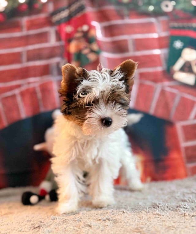 Biewer Terrier Puppies for Sale media 8