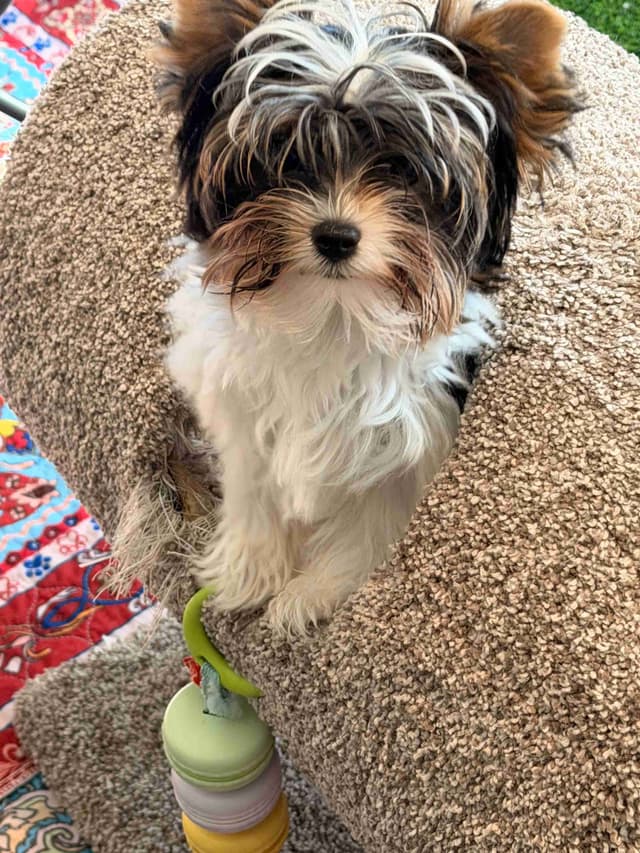 Biewer Terrier Puppies for Sale media 10