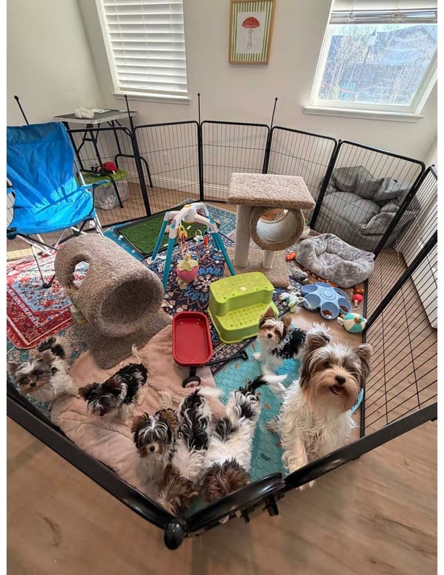 Biewer Terrier Puppies for Sale media 11