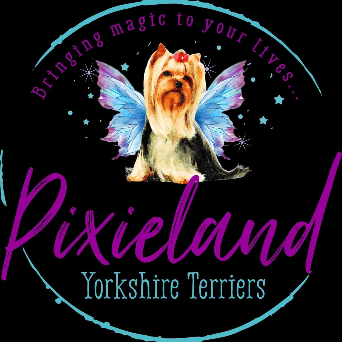 Yorkshire Terrier Puppies breeder image 2