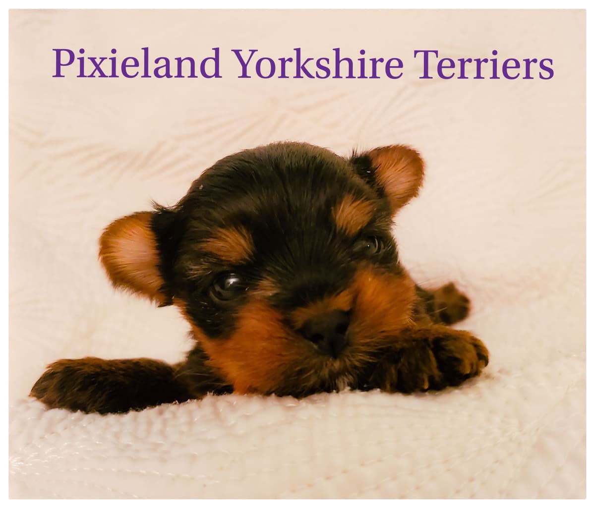 Yorkshire Terrier Puppies breeder image 4